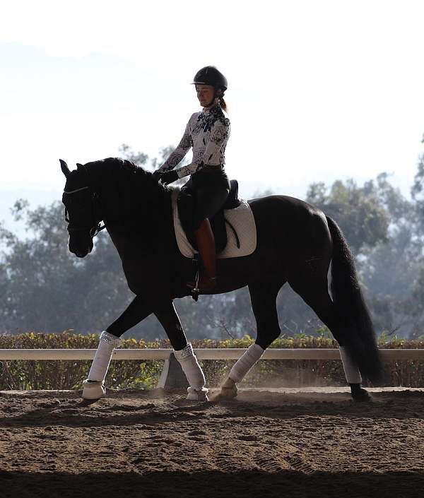 athletic-andalusian-horse