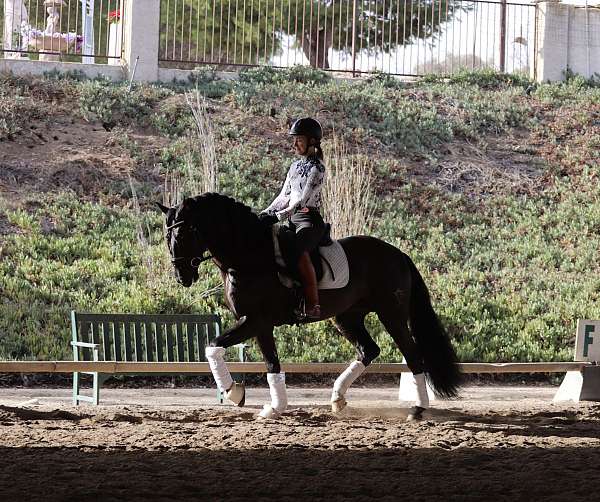 dressage-andalusian-horse