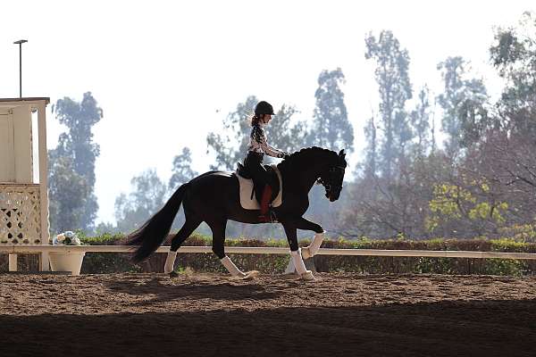 fei-andalusian-horse