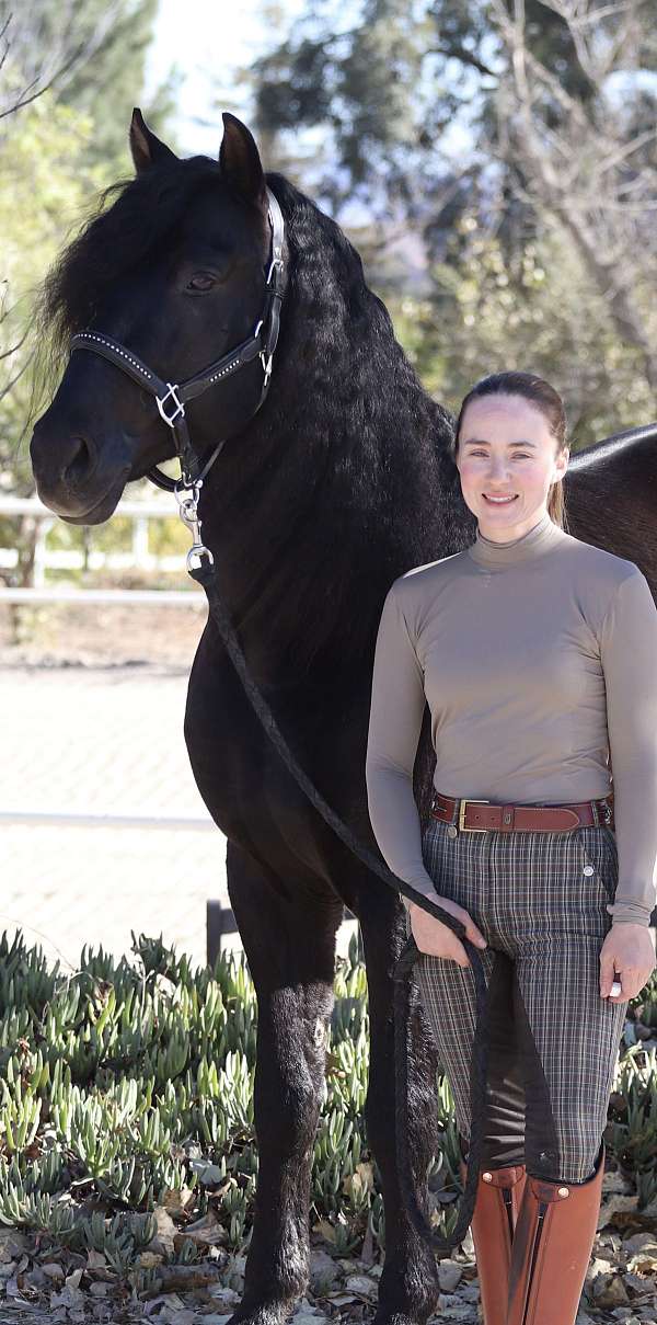 sporthorse-andalusian-horse