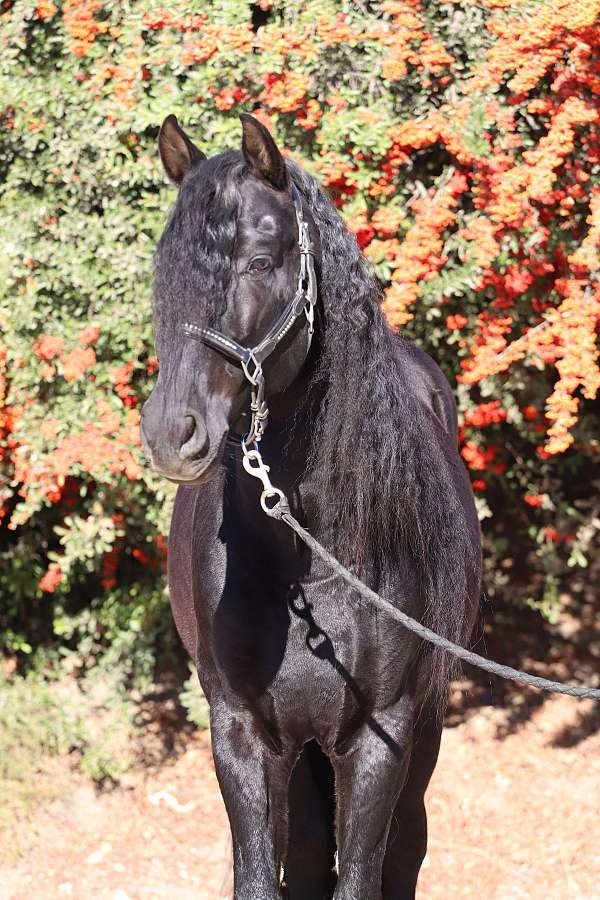 stallion-andalusian-horse