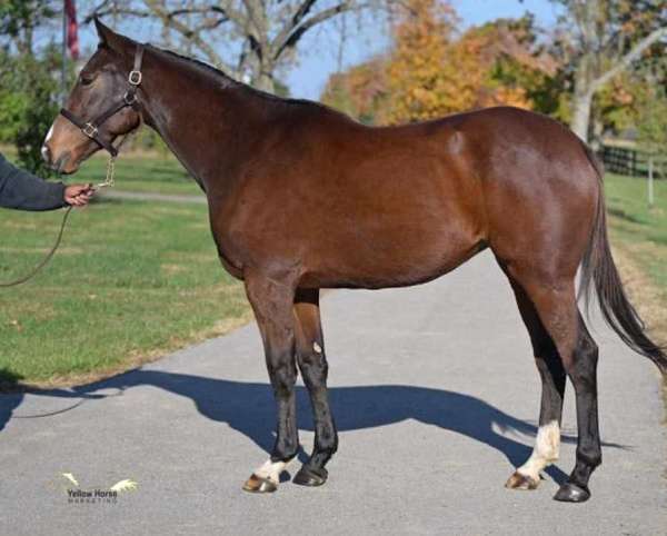 breeding-female-foal