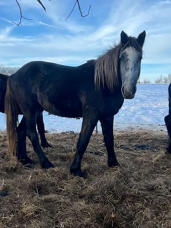 draft-cross-percheron-horse