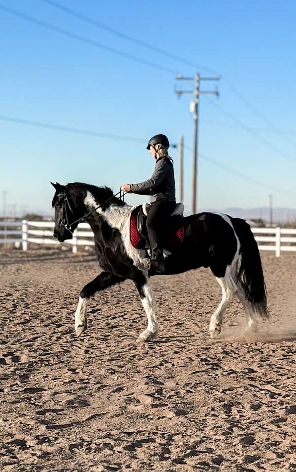 friesian-sport-horse