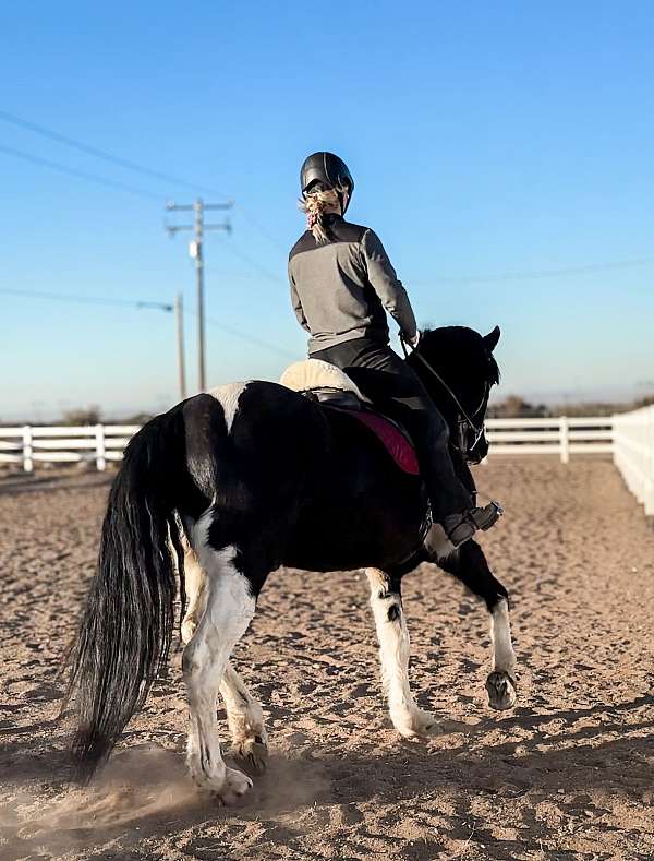 all-around-friesian-horse