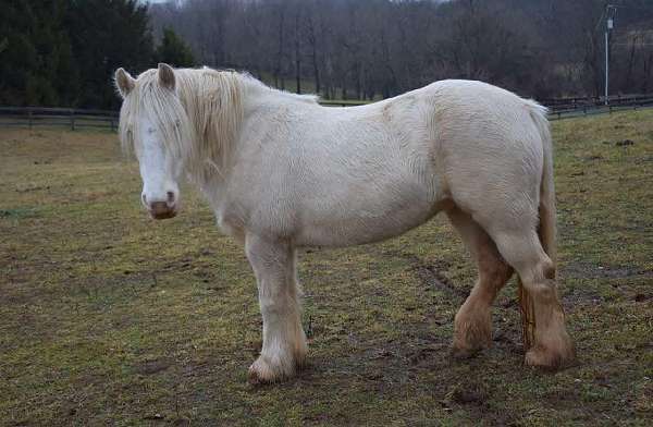 virginia-gypsy-vanner-horse