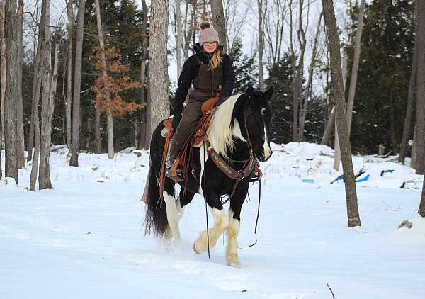 athletic-gypsy-vanner-horse