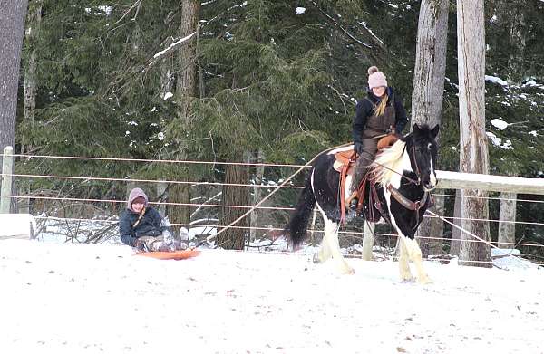 beginner-gypsy-vanner-horse