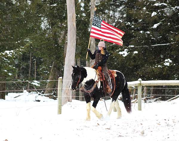 cross-gypsy-vanner-horse