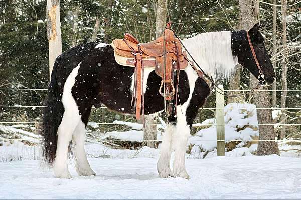 kid-safe-gypsy-vanner-horse