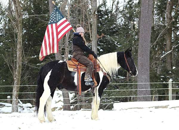 flashy-gypsy-vanner-horse