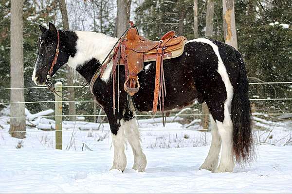 parade-gypsy-vanner-horse