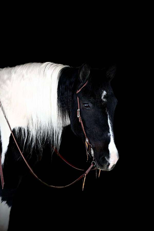 ranch-work-gypsy-vanner-horse