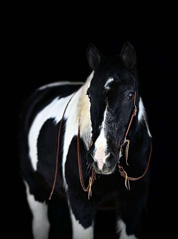 show-gypsy-vanner-horse