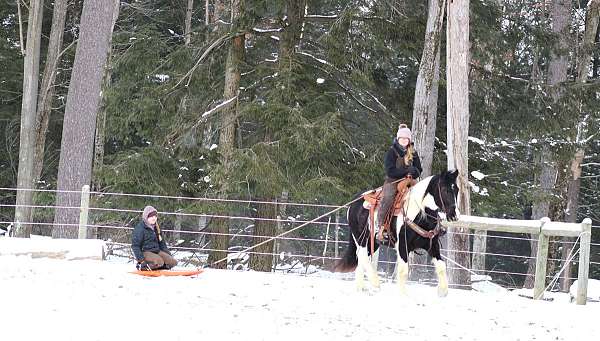 performance-gypsy-vanner-horse