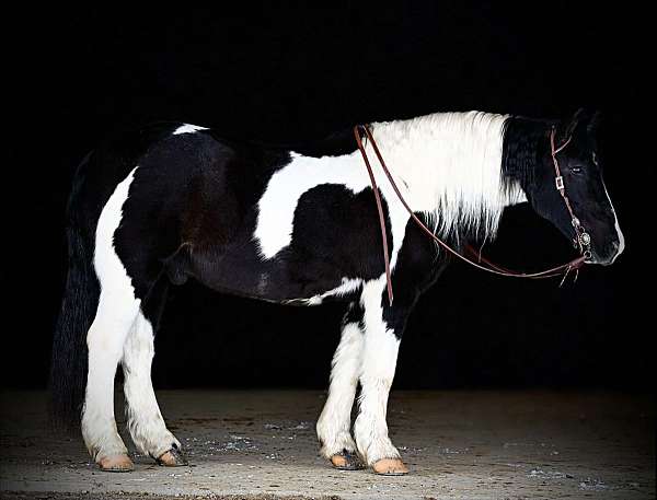 trail-riding-gypsy-vanner-horse