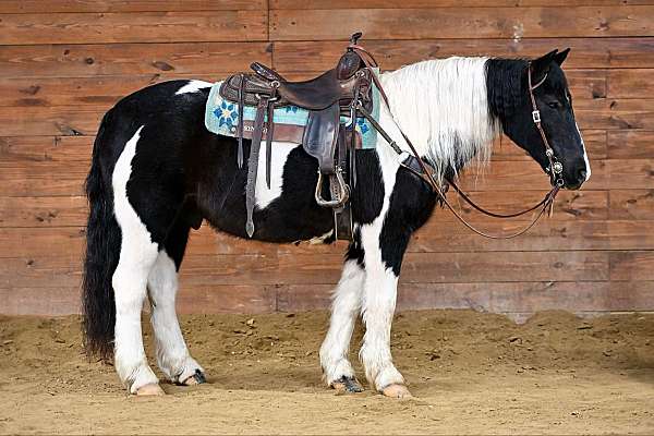 youth-gypsy-vanner-horse