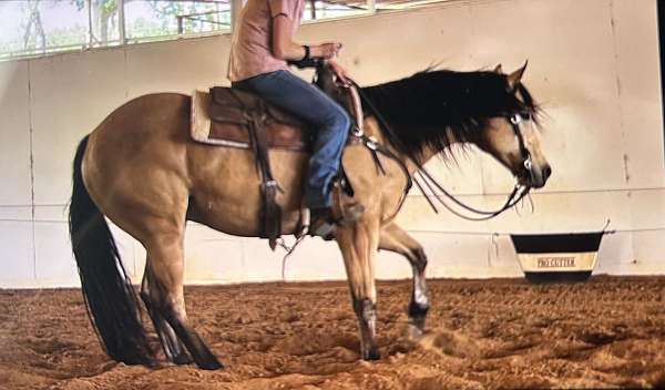 calf-roping-quarter-horse