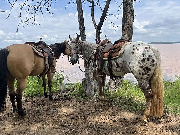 finished-quarter-horse