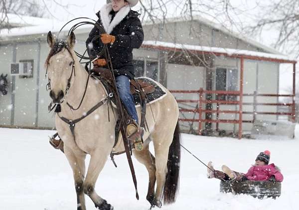 team-penning-quarter-horse