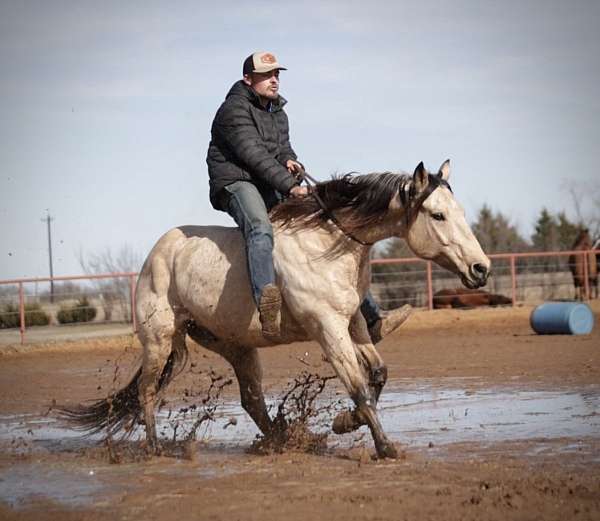 western-riding-quarter-horse