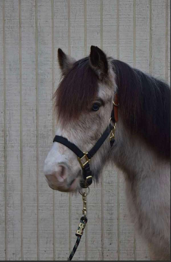 buckskin-solid-horse