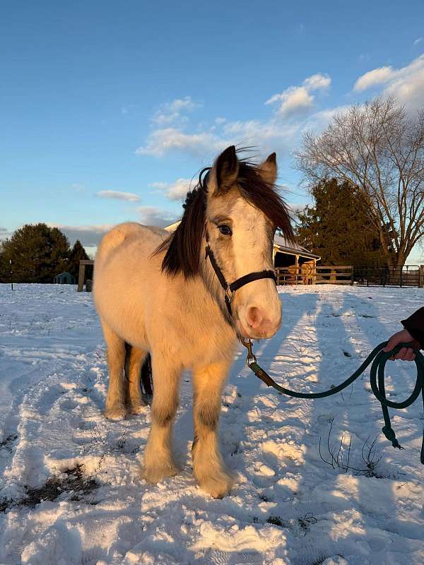 gypsy-vanner-horse