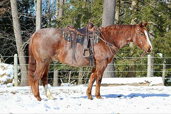 calf-roping-quarter-horse