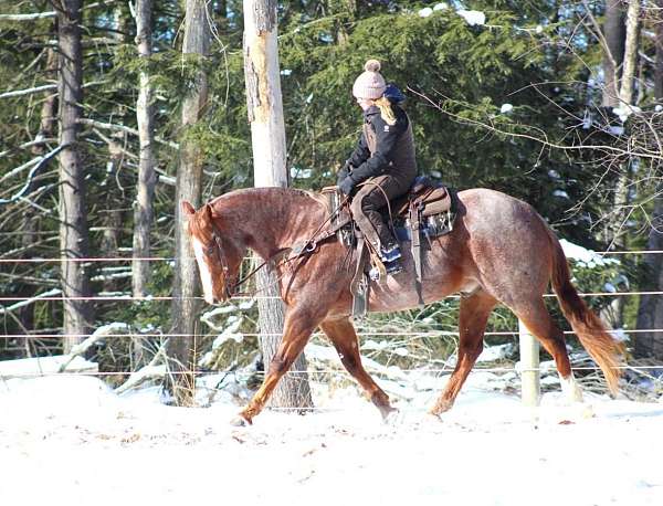 athletic-quarter-horse