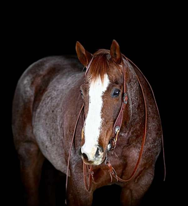 flashy-quarter-horse