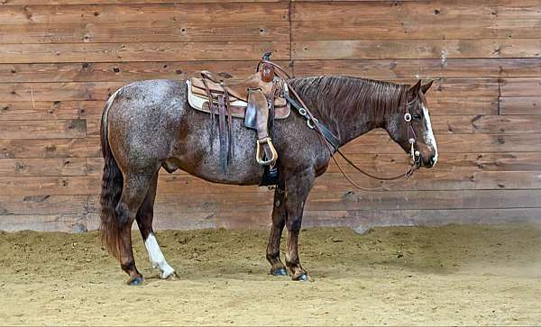 husband-safe-quarter-horse