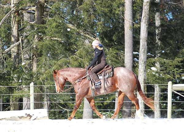 ranch-work-quarter-horse