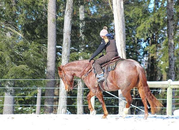 roping-quarter-horse