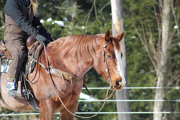 show-quarter-horse