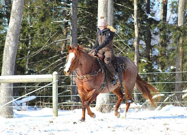 team-penning-quarter-horse