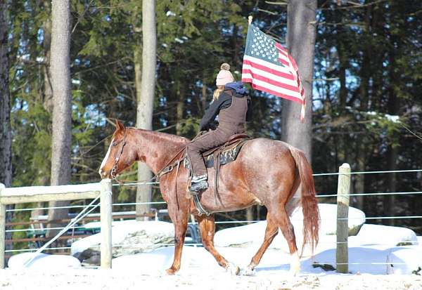 trail-riding-quarter-horse