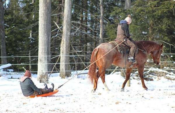 western-riding-quarter-horse