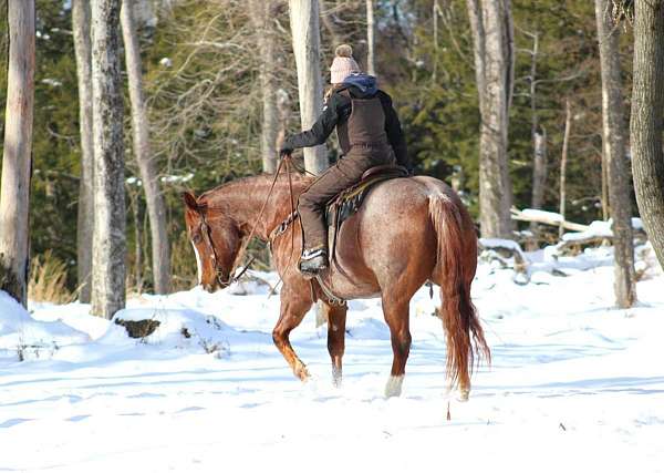 working-cattle-quarter-horse