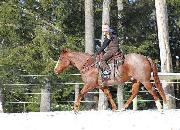 red-roan-quarter-horse-gelding