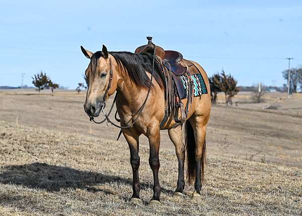 athletic-quarter-horse