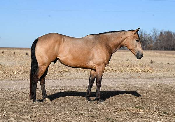 flashy-quarter-horse