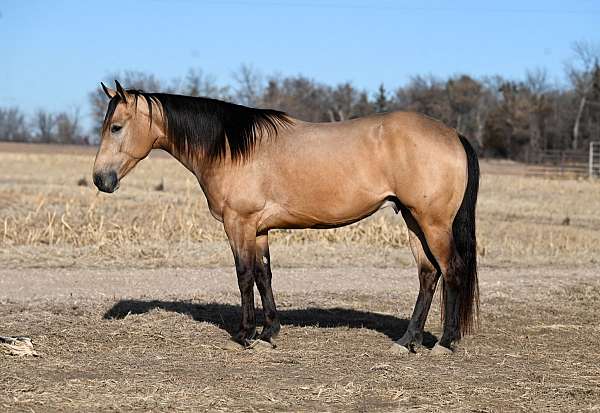 husband-safe-quarter-horse