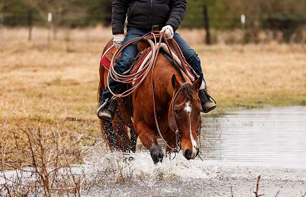 athletic-quarter-horse