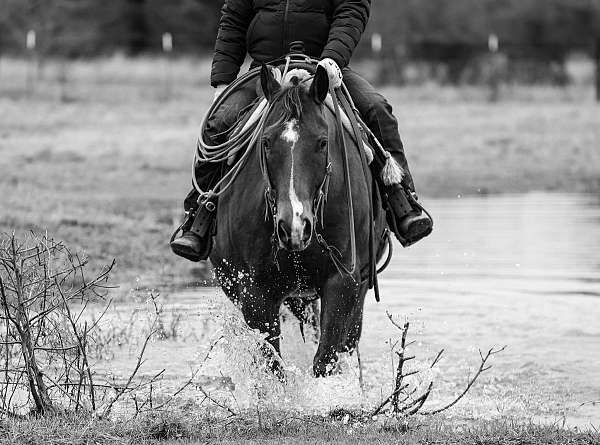 ranch-versatility-quarter-horse