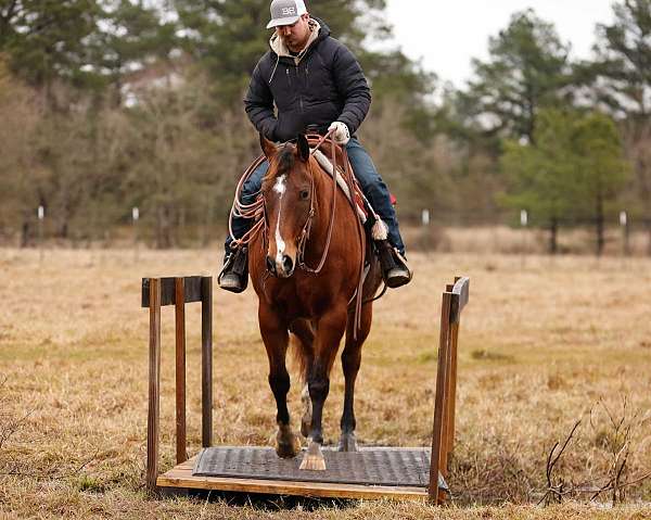 roping-quarter-horse