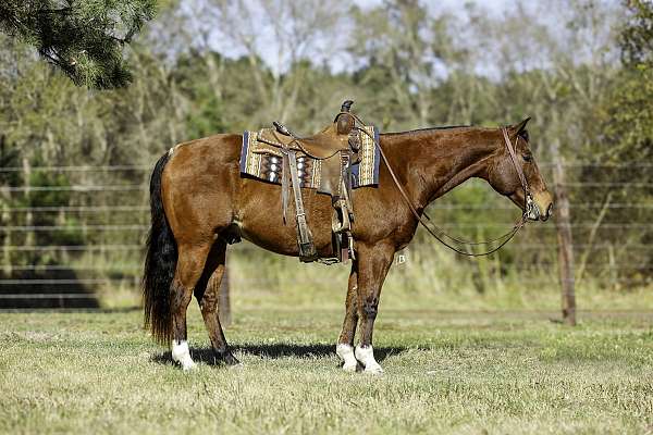 calf-roping-quarter-horse