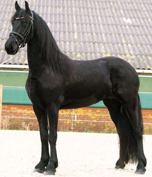 f-riesians-for-sale-mare