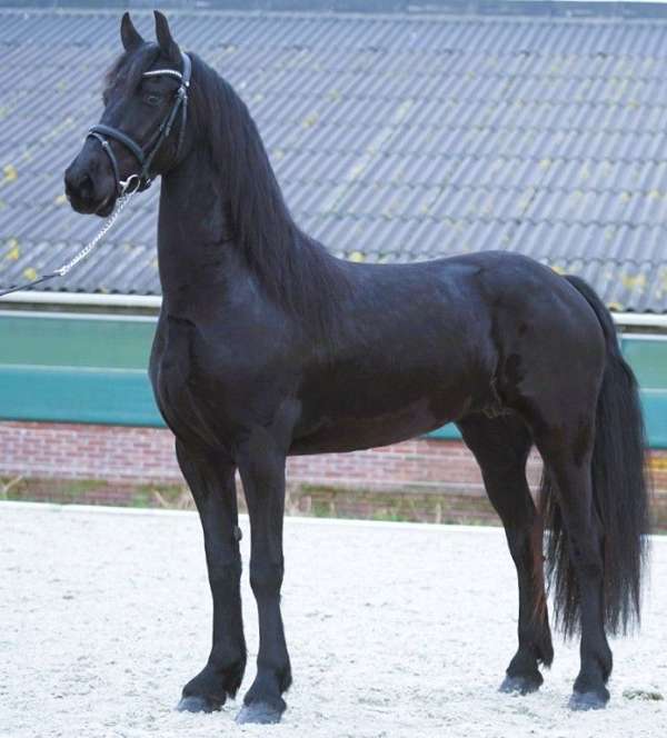 friesian-dressage-horse-mare