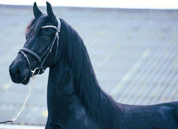 friesian-broodmare-mare