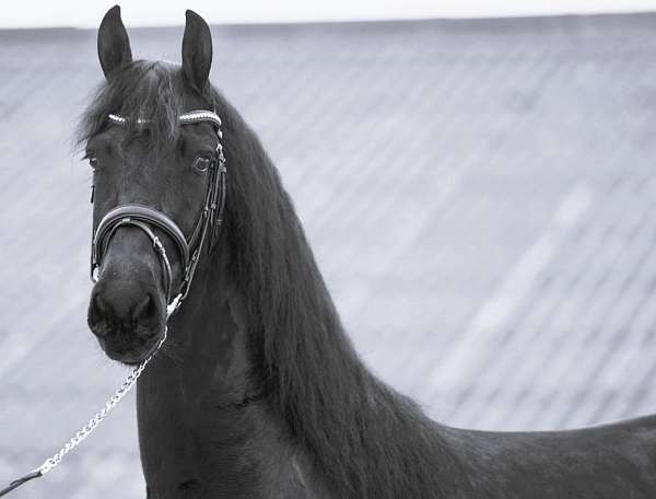 friesian-stallion-mare